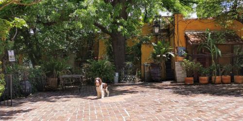 a dog is standing on a brick patio at Hotel Sautto in San Miguel de Allende