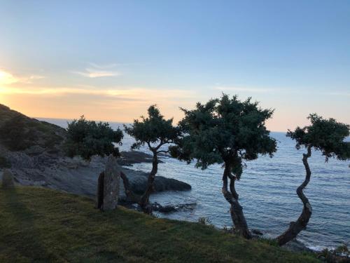 a group of trees on a hill near the water at Toxotis Villas in Armenistis
