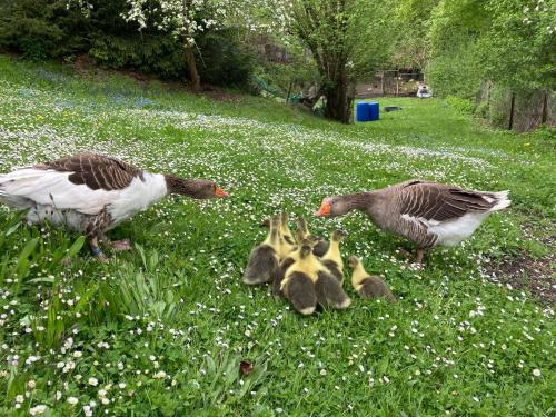 two geese and two baby ducks in a field of flowers at Ferienwohnung Prüfer in Greiz