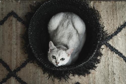a cat is sitting in a black yarn ball at Guest House Garoza with Self Check-in in Tūja