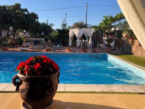 a vase filled with red flowers sitting next to a swimming pool at Villa della Pietra Viva in Capaci