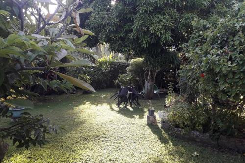 Zahrada ubytování Fare Totara, jardin verdoyant