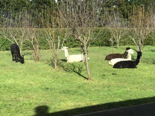a group of animals laying in a field of grass at Chateau Pritchard in Springston