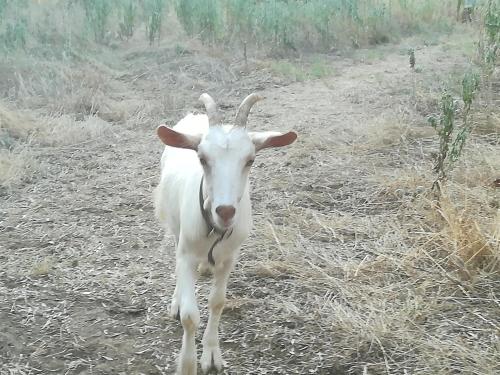 a goat with horns standing in a field at Le Mimose B&B in Vinci