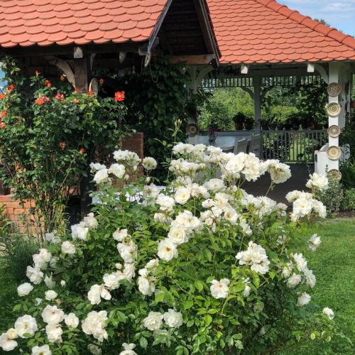 a garden of white roses in front of a gazebo at Conacul Paloși in Horezu