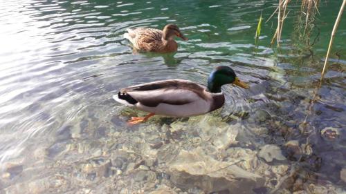 two ducks are swimming in the water at Apartman Black River in Plitvička Jezera