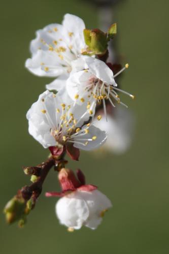 a group of white flowers on a tree branch at Donauwirt - Hotel garni in Weissenkirchen in der Wachau
