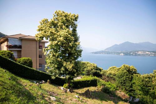 a tree on the side of a hill next to a building at Cloud 9 - Apartment with stunning lake view in Belgirate