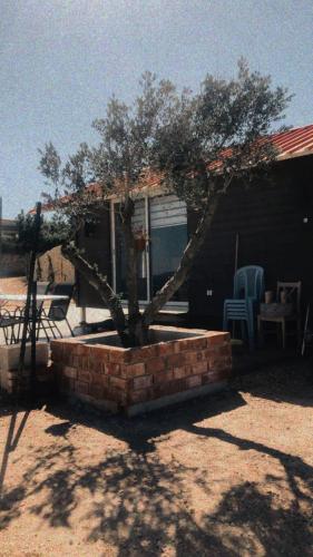 a small tree in a brick planter in front of a house at צימר סאפי in Nimrod