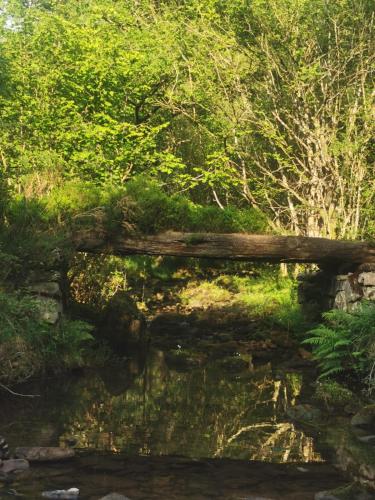 a tree laying on the side of a stream at Posada Rural Peñasagra in Quintanilla
