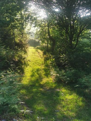 a path in the woods with trees and grass at Posada Rural Peñasagra in Quintanilla