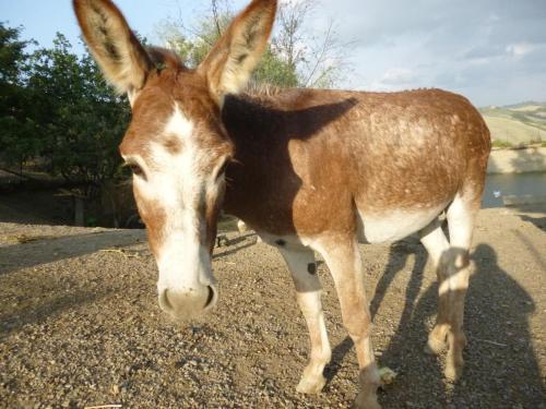 a brown and white donkey standing on the ground at San Lorenzo Agriturismo in Buonconvento