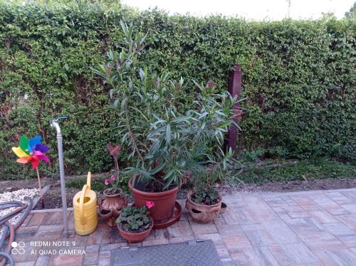 a group of plants in pots on a patio at Sárgapart Holiday Home in Poroszló