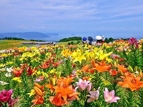 a field of colorful flowers with people in the background at Racine Home Harie in Takashima