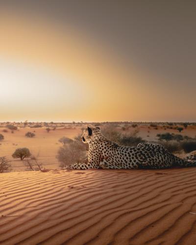 a cheetah laying on the sand in the desert at Bagatelle Kalahari Game Ranch in Hardap