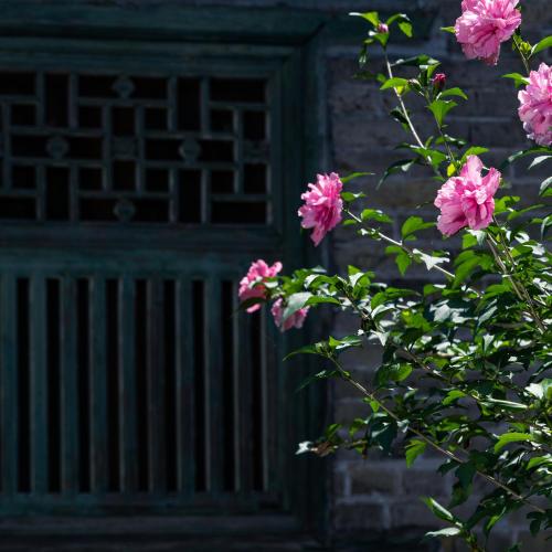a plant with pink flowers in front of a door at Yangshuo Secret Garden in Yangshuo