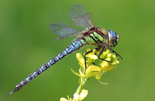 a dragonfly is sitting on a yellow flower at Urdaibai Bird Center in Gautegiz Arteaga