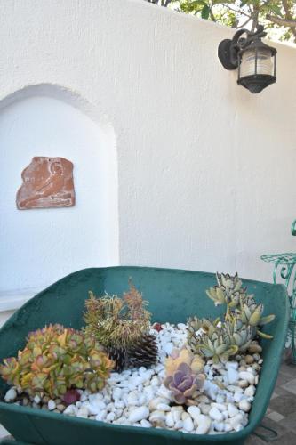 a garden with succulents and plants in a green pot at La belle Hélène in Spetses
