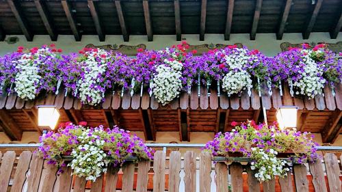 Taman di luar ZUR TRAUBE Schwarzwaldhotel & Restaurant am Titisee