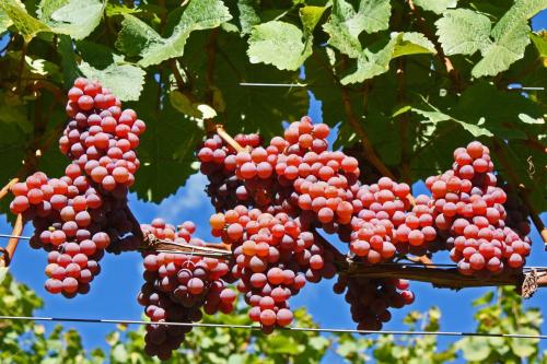 a bunch of red grapes hanging from a tree at Schrotthof in Feldthurns