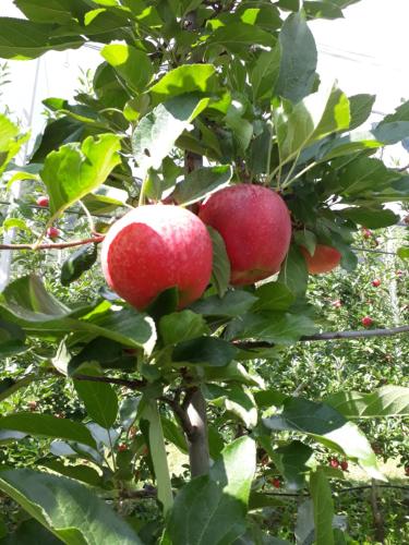 two apples are growing on a tree in an orchard at Schrotthof in Feldthurns