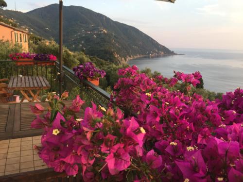 a bunch of pink flowers on a balcony overlooking the ocean at B&B Case Rosse in Camogli