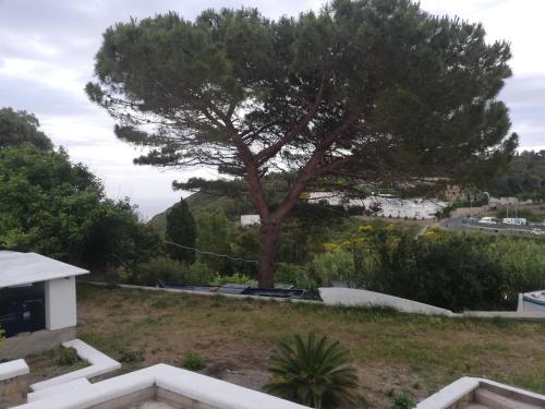 un árbol sentado en la cima de una colina en Casa vacanze Ombretta, en Ponza