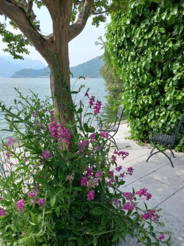 a bush with pink flowers next to a tree at L'Oleandro sul Lago d'Iseo B&B in Sulzano