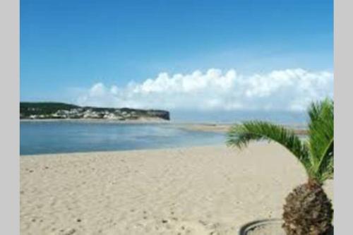 a palm tree sitting on a beach with the ocean at BLUE LAGOON - condomínio fechado LAGOA DE ÓBIDOS in Foz do Arelho