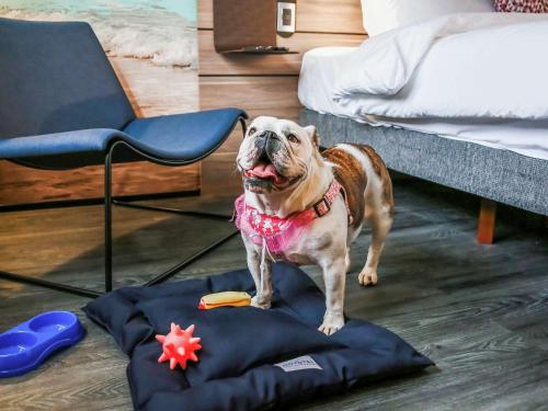 a dog standing on a blanket in a room at Novotel Sorocaba in Sorocaba