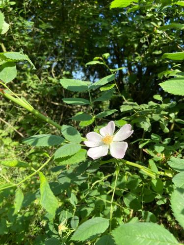 a white flower on a bush with green leaves at K 357 - Low budget Hotel in Ratekau bei Lübeck in Ratekau