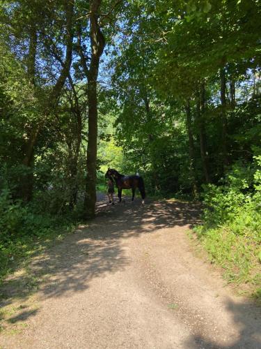 a horse standing on a dirt road in the woods at K 357 - Low budget Hotel in Ratekau bei Lübeck in Ratekau