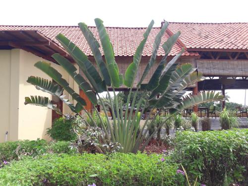 a palm tree in a garden in front of a building at Marind Dive Eco Resort in Waha