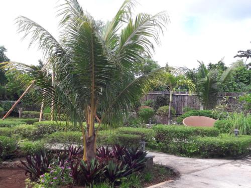 a palm tree in a garden with plants at Marind Dive Eco Resort in Waha