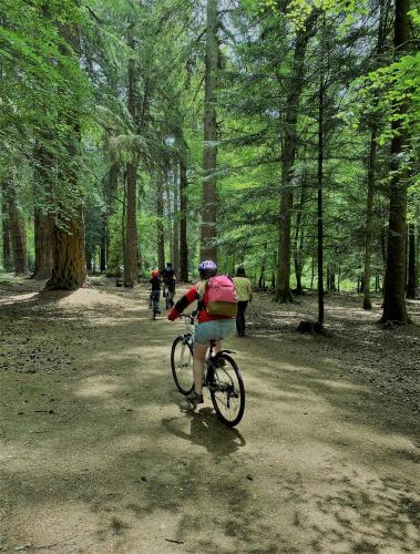 a person riding a bike on a forest trail at En-suite nook near forest & sea, great value with fridge, microwave and TV in Lymington