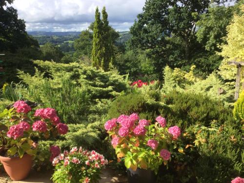 a garden with pink flowers and green plants at Dwynant - A Room with a View in Llangathen