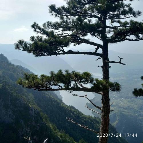 a pine tree on the side of a mountain at Apartman "Milka" Bajina Bašta in Bajina Bašta