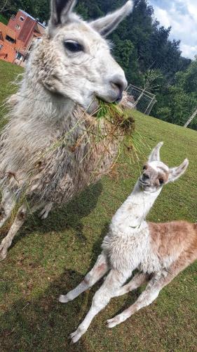 a llama eating grass with its baby on a field at Logis Hôtel Restaurant La Petite Auberge Alsace in Le Hohwald