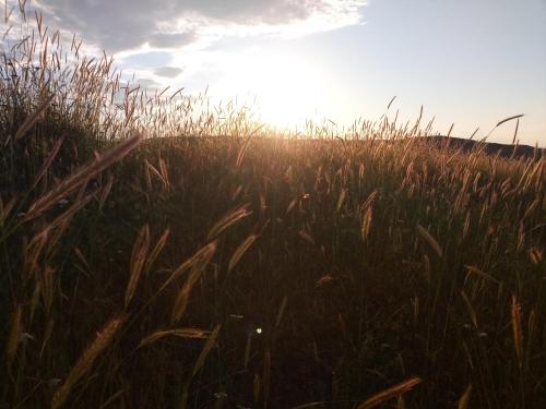 un campo de hierba alta con el sol en el fondo en Blue Summer Jazz Studio en Sinemorets