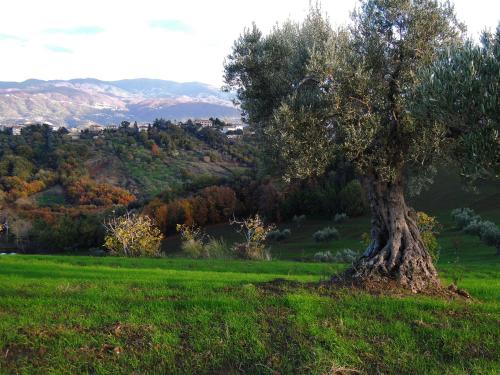 a tree in a field with mountains in the background at La dimora di Radha B&B Centro Olistico in Rende