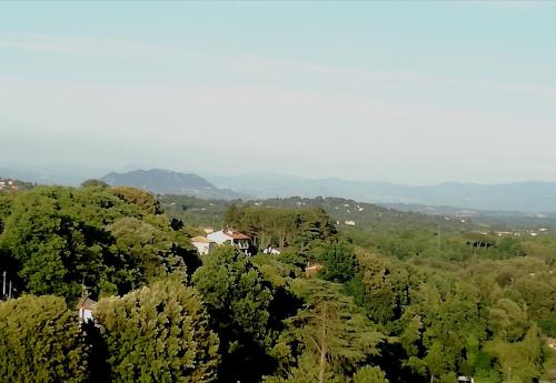 a forest of trees with a house in the distance at Casa Zi' Peppe in Capranica