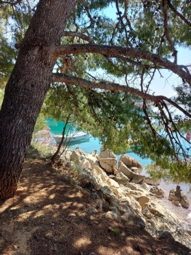 a tree on the side of a sandy beach at Apartment Ante and Dijana in Starigrad-Paklenica