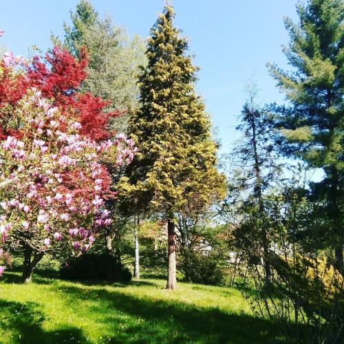 a group of trees in a field with flowers at Takovo - odmor u selu in Gornji Milanovac