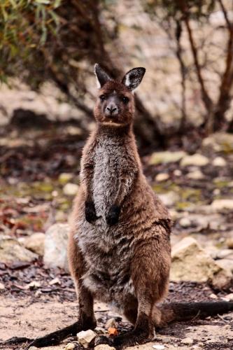 a kangaroo standing on its hind legs on the ground at Sea Loft Kangaroo Island in Kingscote