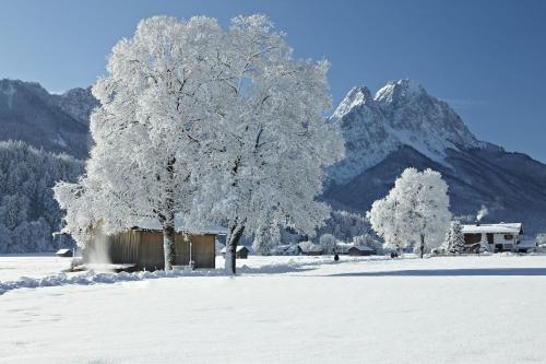 a tree in a snow covered field with a mountain at Luftikus Lodge in Garmisch-Partenkirchen
