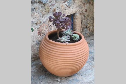 a pot with a plant in it sitting next to a wall at Blue Door (in the castle of Monembasia) in Monemvasia