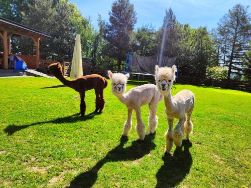 切米诺Domek na Słonecznikowej的相册照片