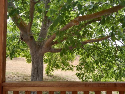 a tree sitting next to a wooden bench at La casetta sotto l'albero LA CAROVANA GITANA in Vasto