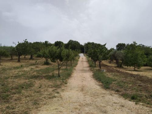 a dirt road in the middle of a field with trees at La casetta sotto l'albero LA CAROVANA GITANA in Vasto