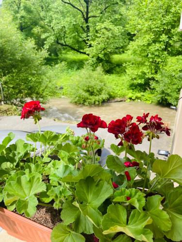 a bunch of red flowers in a window at Guest house Mikaela in Gabrovo